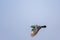 Domestic indian pigeon gliding fast