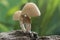 Domestic inky cap mushroom, coprinellus domesticus