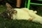 A domestic lazy cat relaxing on grass in hot days