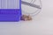 Domestic life and monotony concept. Routine. White rat on a white background in a purple cage with a wheel. Symbol of 2020