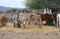 Domestic livestock of the Maasai tribe in a paddock