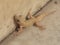 Domestic Lizard closeup