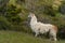 Domestic llama grazing on meadow