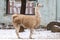 Domestic llama in the snow at the zoo.