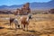 Domestic llamas grazing on the altiplano, Bolivia