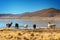 Domestic llamas grazing near a lake on the altiplano, Bolivia
