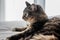 Domestic long-haired tabby cat posing with a white background