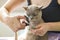 A domestic male Burmese cat, gray with yellow eyes, in the arms of the owner. He doesn\'t like having his claws trimmed.