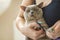 A domestic male Burmese cat, gray with yellow eyes, in the arms of the owner. He doesn\'t like having his claws trimmed.