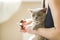 A domestic male Burmese cat, gray with yellow eyes, in the arms of the owner. He doesn\'t like having his claws trimmed. Cat care.