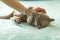 A domestic male Burmese cat, gray with yellow eyes, in a city apartment building. Likes to play with a human hand. Natural habitat