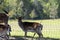 Domestic Male Deer Facing Camera