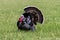 Domestic Male Turkey Strutting