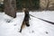 Domestic marble cat on black leash in the snow, walking the cat, funny scene