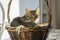 Domestic marble cat relaxing in wicker basket, sunlight, eye contact