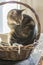 Domestic marble cat relaxing in wooden wicker basket, eye contact