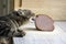 Domestic marble cat trying to steel hunk of smoked meat
