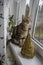 Domestic marble cat on windowsill, eye contact, cute kitty face, wooden christmas tree