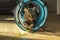 Domestic marble tiger cat lurking in blue tunnel