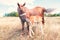Domestic mare with foal