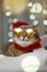 Domestic medium hair cat in Christmas Costume Outfit wearing sunglasses lying and relaxing on wool Carpet. Blurred of