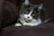 Domestic medium hair cat lying and relaxing on carpet. Blurred background.