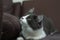 Domestic medium hair cat lying and relaxing on carpet. Blurred background.