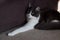 Domestic medium hair cat lying and relaxing on carpet. Empty space on the lift, Blurred background.