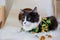 Domestic medium hair cat in Summer Sunflower Oil Painting shirt wearing sunglasses lying and relaxing on Fur Wool Carpet.