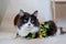 Domestic medium hair cat in Summer Sunflower Oil Painting shirt wearing sunglasses lying and relaxing on Fur Wool Carpet.