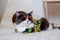 Domestic medium hair cat in Summer Sunflower Oil Painting shirt wearing sunglasses lying and relaxing on Fur Wool Carpet.