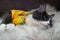 Domestic medium hair cat in yellow summer shirt wearing sunglasses lying and relaxing on Fur Wool Carpet.