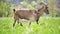 Domestic milk goat with long beard and horns grazing on green farm pasture on summer day. Feeding of cattle on farmland