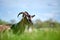 Domestic milk goat with long beard and horns resting on green pasture grass on summer day. Feeding of cattle on farm