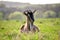 Domestic milk goat with long beard and horns resting on green pasture grass on summer day. Feeding of cattle on farm