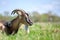 Domestic milk goat with long beard and horns resting on green pasture grass on summer day. Feeding of cattle on farm