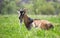 Domestic milk goat with long beard and horns resting on green pasture grass on summer day. Feeding of cattle on farm