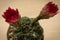 Domestic mini cactus in a clay pot with two huge half-open buds, Rome, Italy