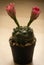 Domestic mini cactus in a clay pot with two huge half-open buds, Rome, Italy
