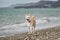 Domestic mongrel dog basks in sun outside. Half breed of white Swiss shepherd with bright red collar and black pink nose stays on