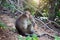 Domestic monkey feeding human food on the public zoo