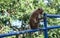 Domestic monkey on the public zoo