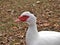 Domestic Muscovy Duck