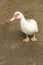 Domestic Muscovy Duck