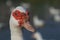 Domestic muscovy duck