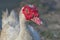 Domestic muscovy duck