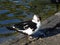 A domestic muscovy duck cleaning its plumage