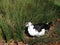 A domestic muscovy duck searching for food in the grass