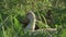 domestic Muscovy ducks ( Cairina moschata) walking in farm yard