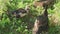 domestic Muscovy ducks ( Cairina moschata) walking in farm yard